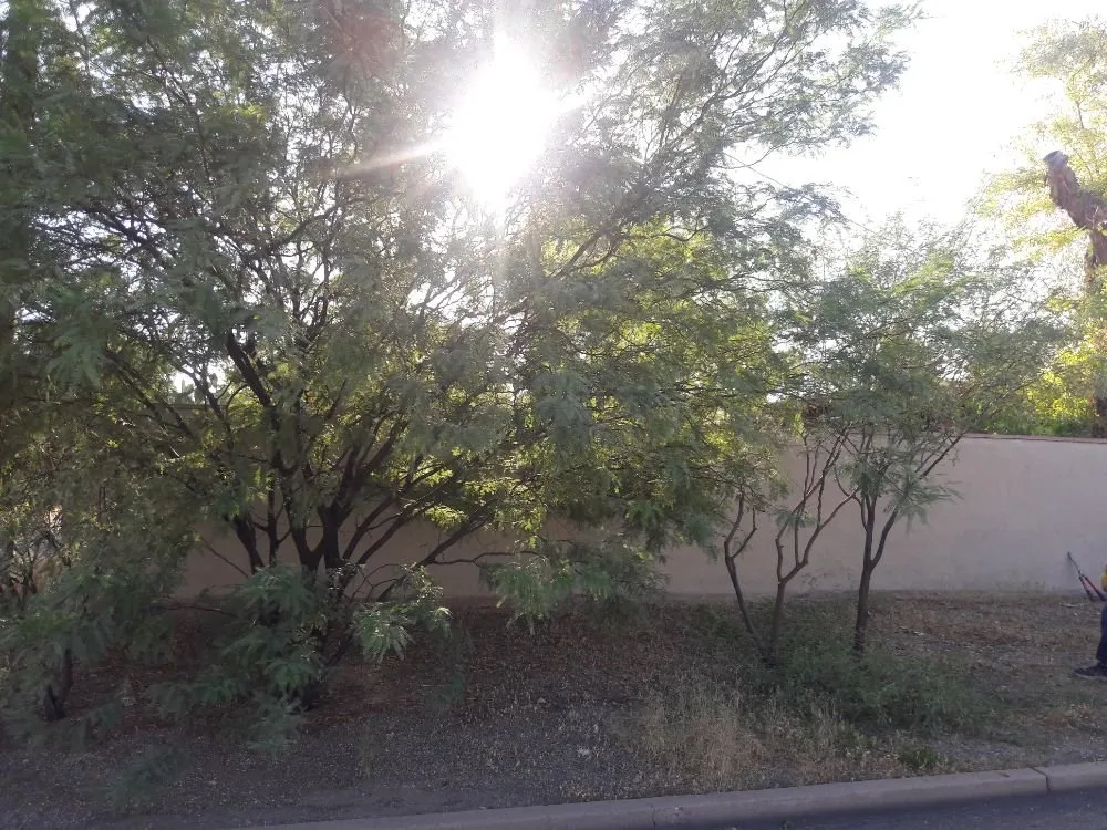 Trusted outdoor landscaping for outdoor upgrades across Tucson, AZ - Ensō Landscaping