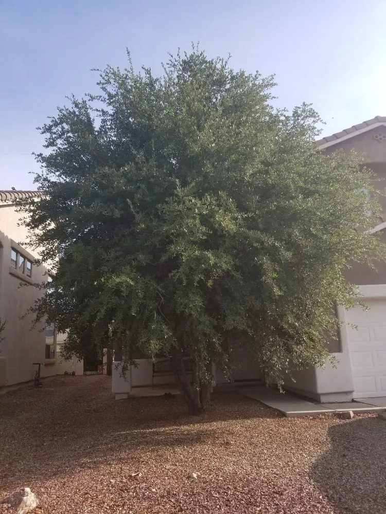 Top-rated residential landscaping for beautiful yards in Tucson, AZ by Ensō Landscaping