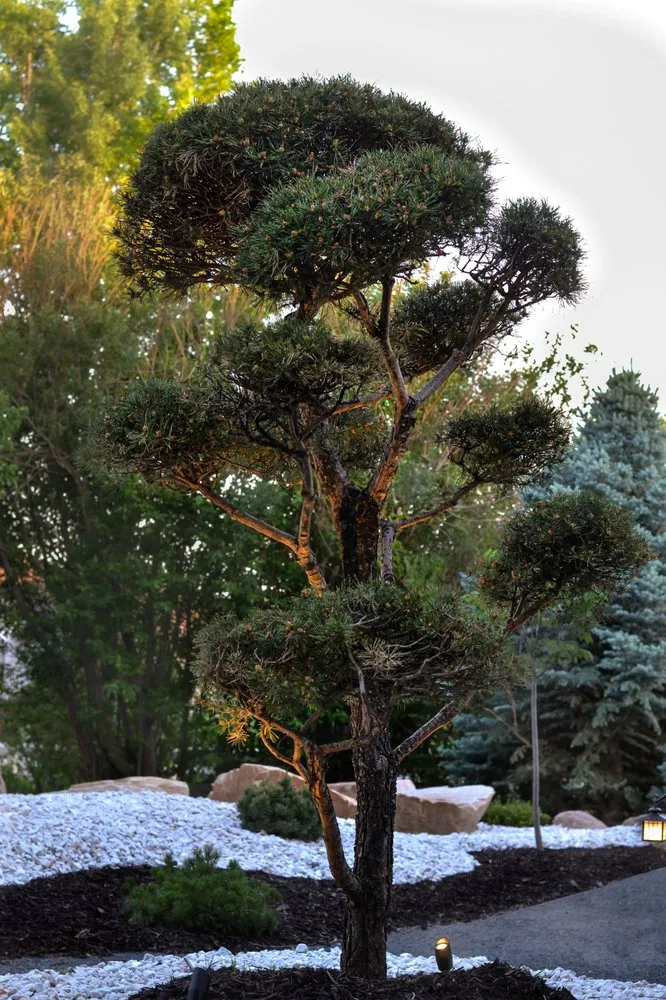 Trusted yard cleanup service for beautiful yards across Longmont, CO - ENSŌ