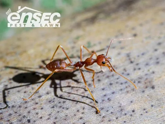 EnSec Pest & Lawn - Panama City Beach Logo