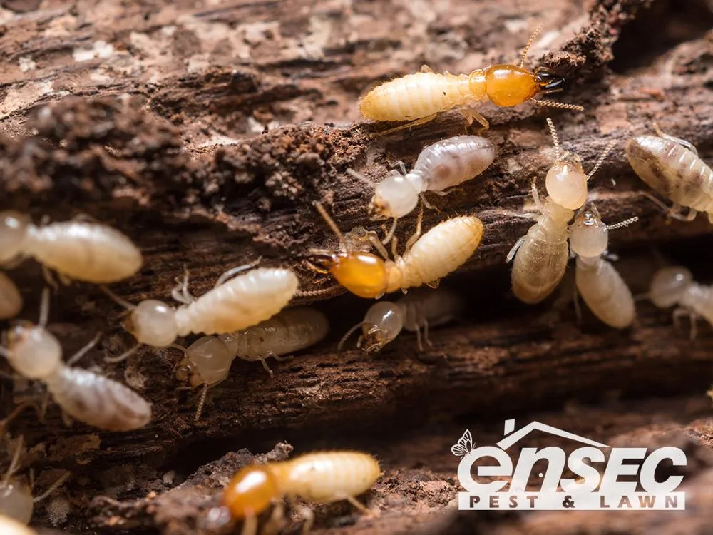 Expert yard maintenance experts serving Cantonment, FL - EnSec Pest & Lawn