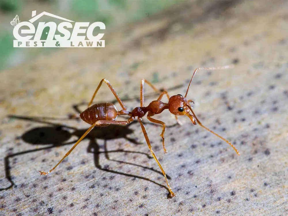 Trusted lawn mowing service experts serving Foley, AL - EnSec Pest & Lawn