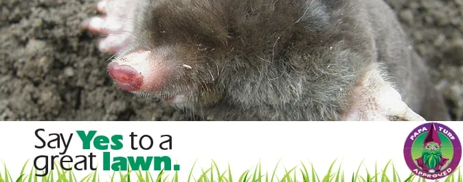 Trusted outdoor landscaping in Mobile, AL - EnSec Pest & Lawn