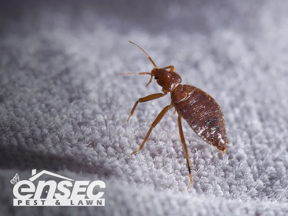 Local landscape design for year-round maintenance across Mobile, AL - EnSec Pest & Lawn