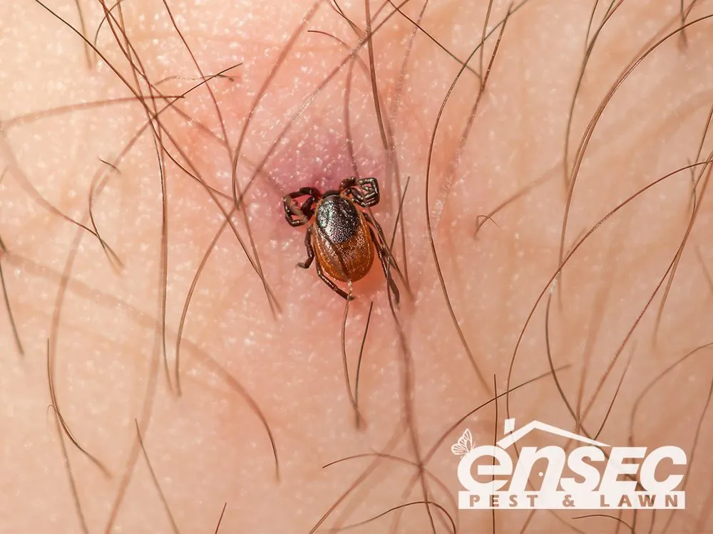 Trusted lawn care service in Mobile, AL by EnSec Pest & Lawn