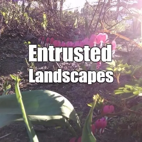 Top-rated landscape installation in Sarasota, FL - Entrusted Landscapes