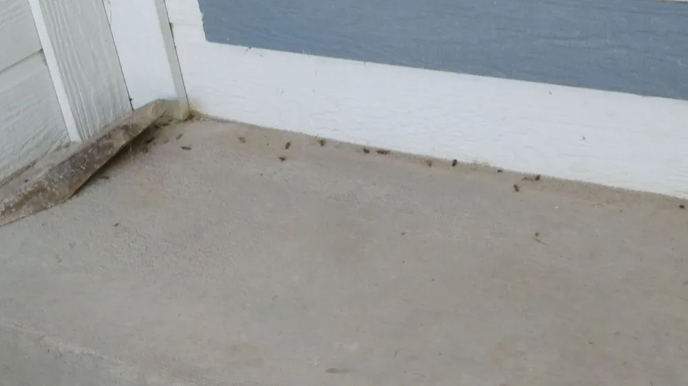 Professional outdoor landscaping for year-round maintenance in Meridian, ID by Envi Pest & Lawn