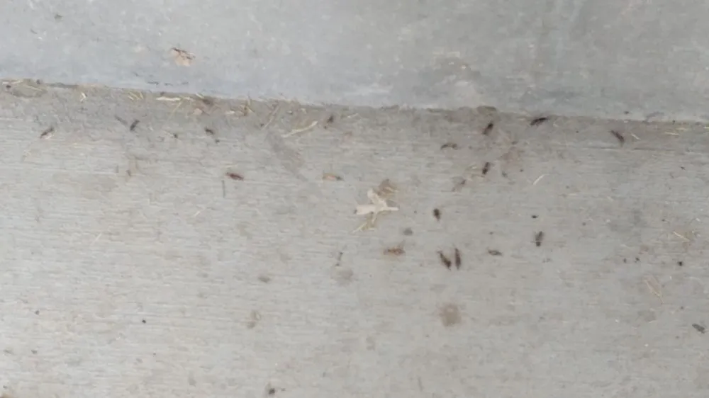 Trusted yard cleanup service for homes across Meridian, ID - Envi Pest & Lawn