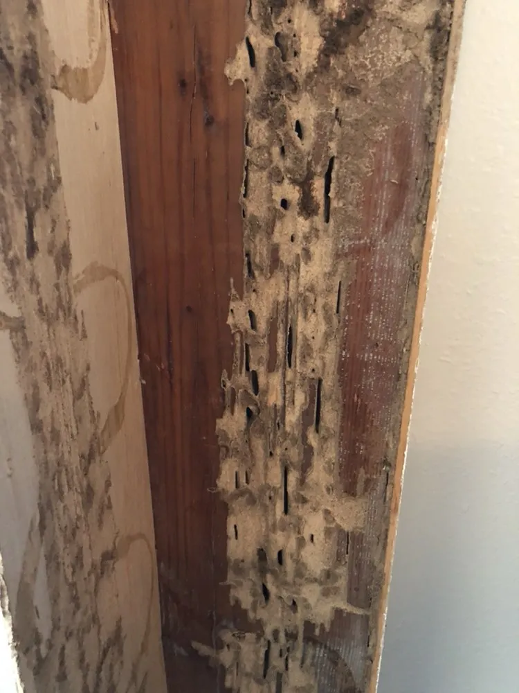 Professional outdoor landscaping experts serving Meridian, ID - Envi Pest & Lawn