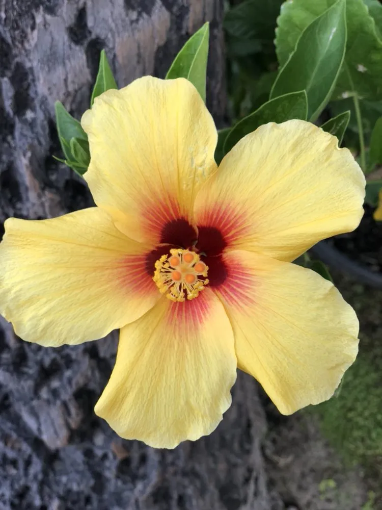 Reliable landscape design for residential properties across Meridian, ID - Envi Pest & Lawn