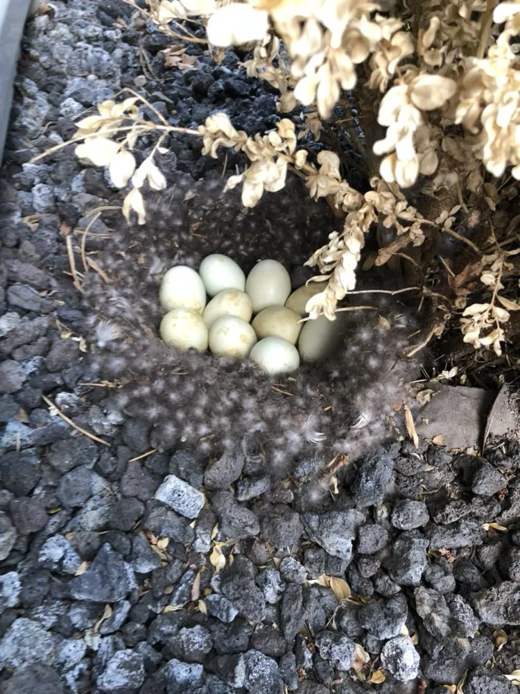 Custom yard cleanup service in Meridian, ID by Envi Pest & Lawn