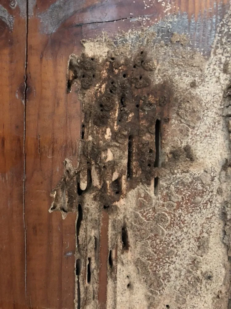 Trusted lawn care service for outdoor upgrades in Meridian, ID by Envi Pest & Lawn