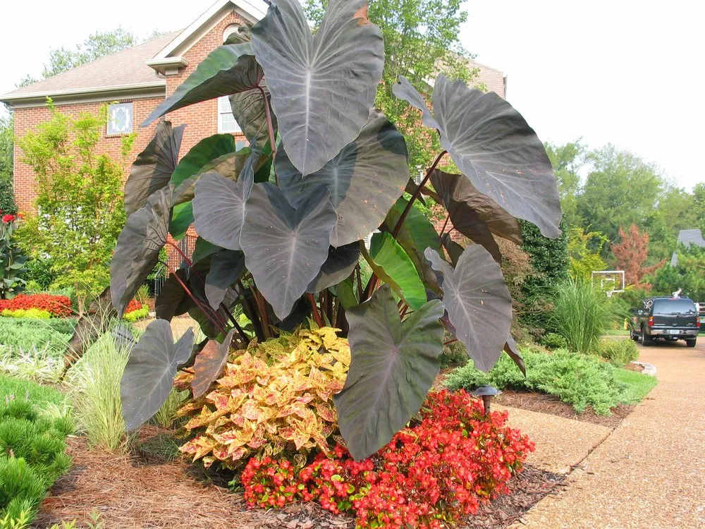 Professional yard cleanup service in Nashville, TN - Enviro-Scapes Landscaping