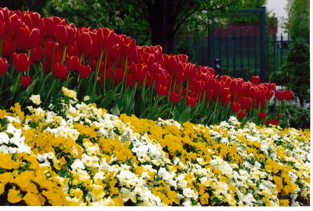 Professional yard maintenance experts serving Nashville, TN - Enviro-Scapes Landscaping