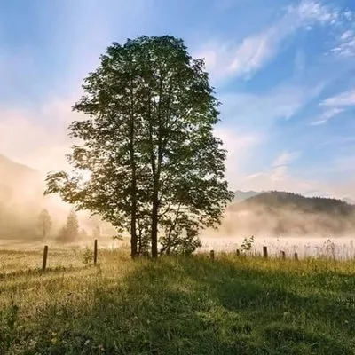 Enviro Tree and Land Services Logo
