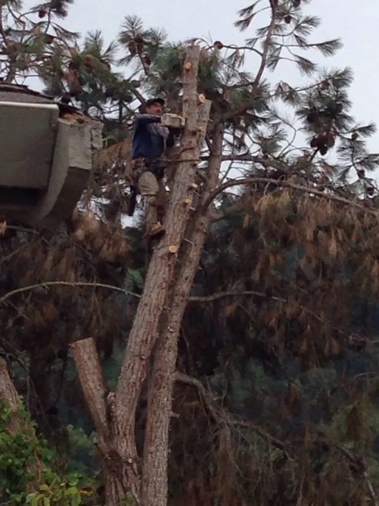 Reliable yard maintenance experts serving Richmond, CA - Enviro Views