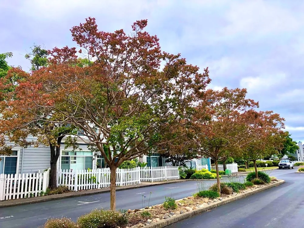 Top-rated lawn care service in Richmond, CA by Enviro Views