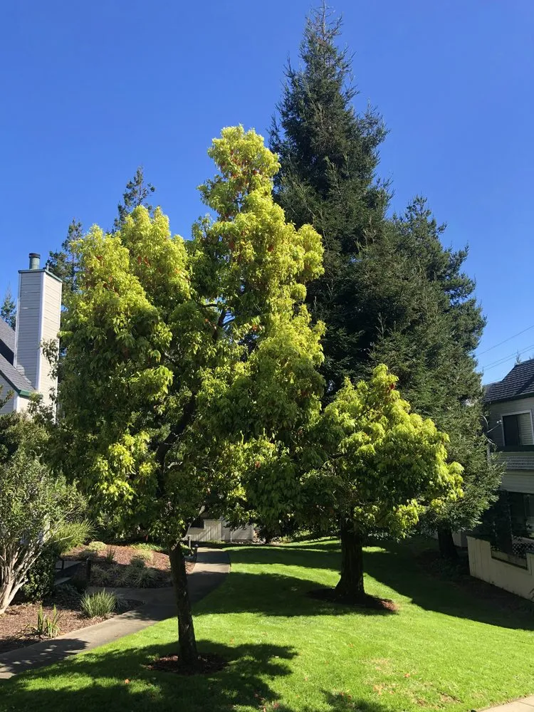 Professional lawn mowing service with custom design across Richmond, CA - Enviro Views