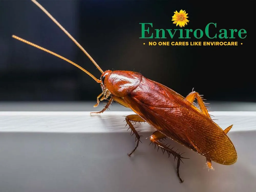 Trusted garden landscaping for outdoor upgrades in Birmingham, AL by Envirocare