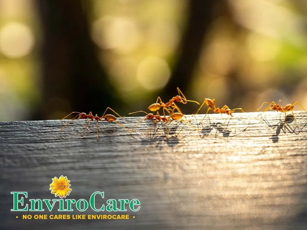 Local landscape design with custom design across Birmingham, AL - Envirocare