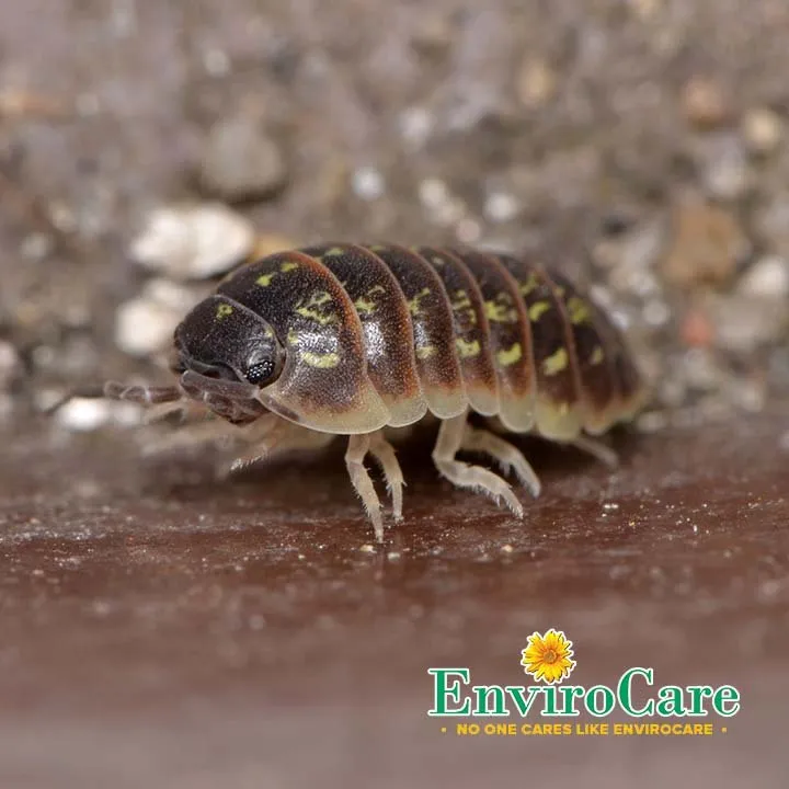 Professional landscape installation for outdoor upgrades in Birmingham, AL by Envirocare