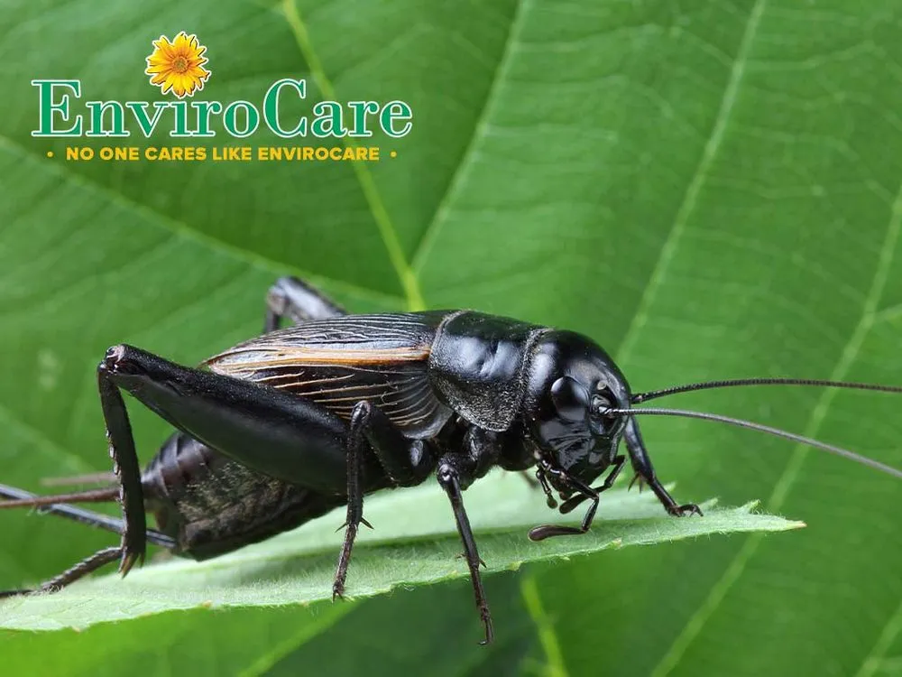 Custom lawn care service with custom design in Birmingham, AL by Envirocare