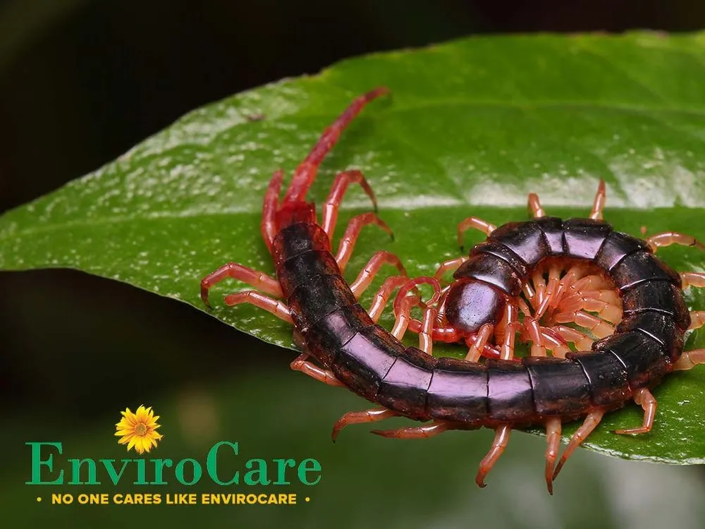 Local outdoor landscaping experts serving Birmingham, AL - Envirocare