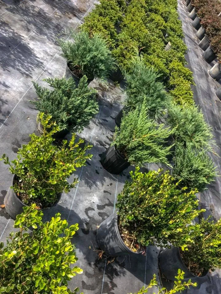 Expert lawn care service for beautiful yards in Lakeland, FL by Envirogreen Landscape Services