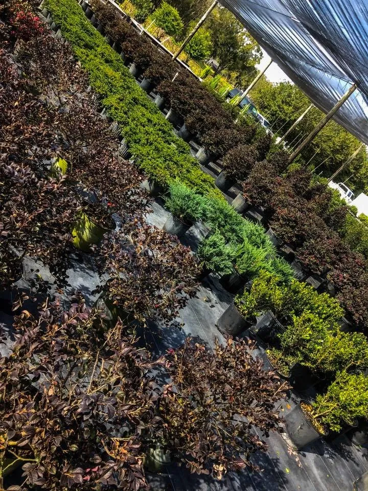 Reliable landscaping services with custom design across Lakeland, FL - Envirogreen Landscape Services