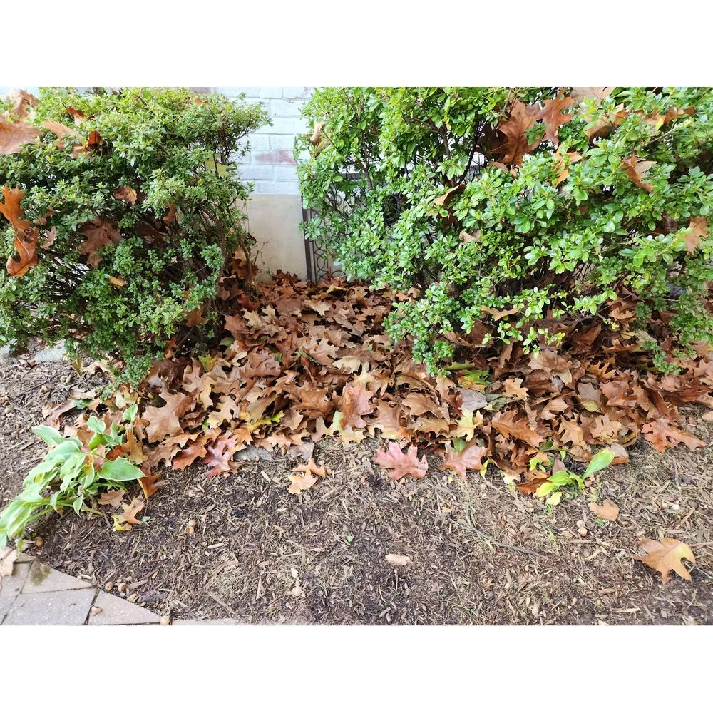 Affordable lawn mowing service near you in Chantilly, VA by Envirogrow