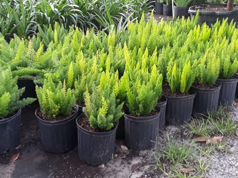 Reliable yard cleanup service in Tampa, FL - Enviromo Irrigation and Sprinkler Repair