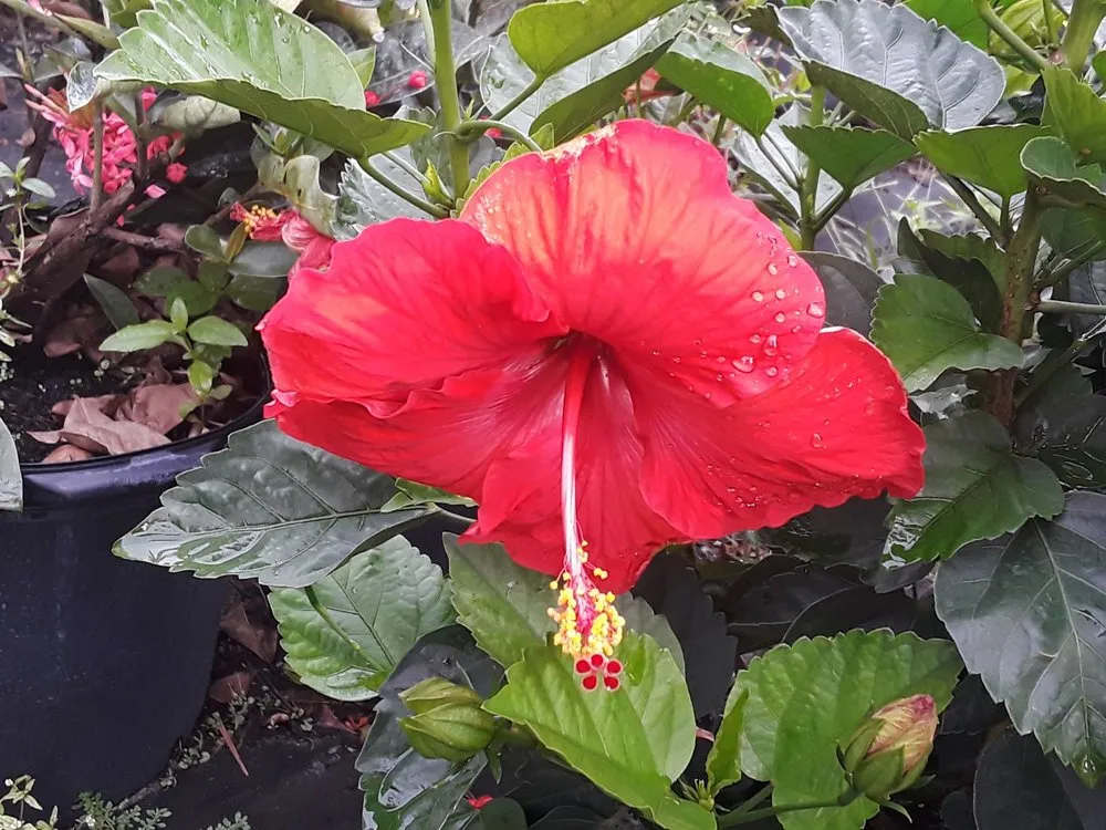 Professional garden landscaping experts serving Tampa, FL - Enviromo Irrigation and Sprinkler Repair