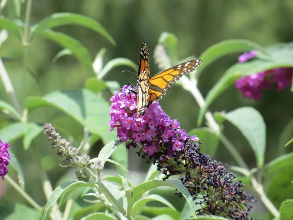 Reliable lawn mowing service near you in Placentia, CA by Environment Unlimited