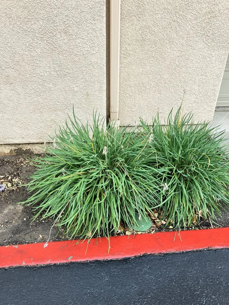 Reliable yard cleanup service for homes across Murrieta, CA - Environmental Concepts Landscape Management