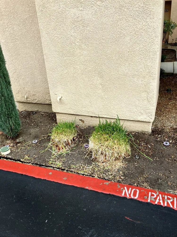Reliable yard cleanup service in Murrieta, CA by Environmental Concepts Landscape Management