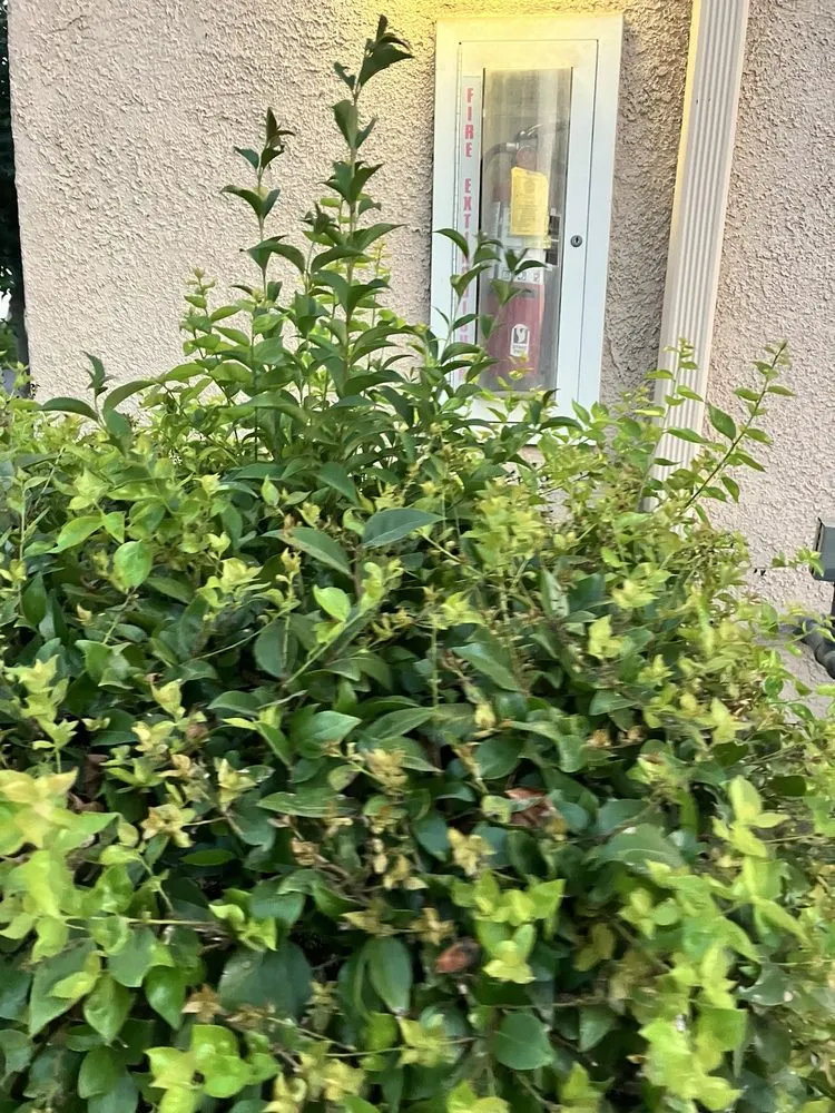 Top-rated residential landscaping in Murrieta, CA by Environmental Concepts Landscape Management