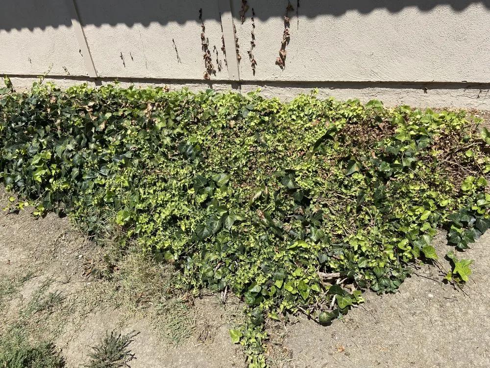 Top-rated lawn mowing service in Murrieta, CA - Environmental Concepts Landscape Management