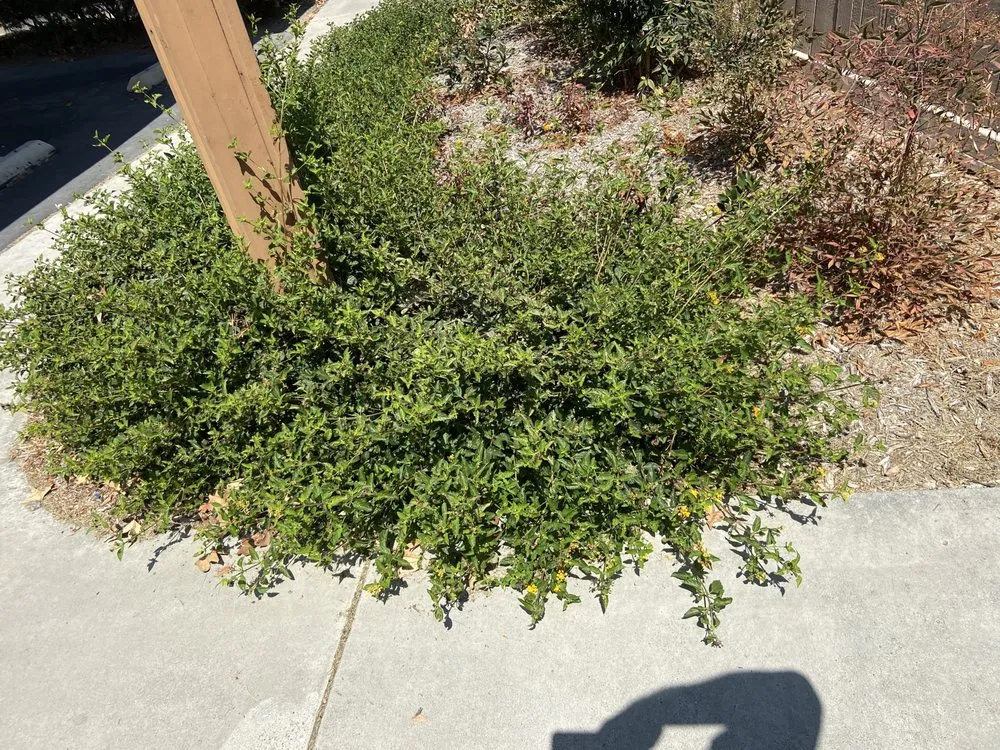 Custom residential landscaping in Murrieta, CA - Environmental Concepts Landscape Management