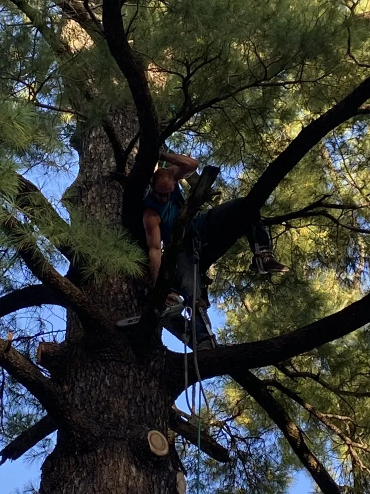 Expert landscape design in Liberty, MO - Environmental Expert Solutions