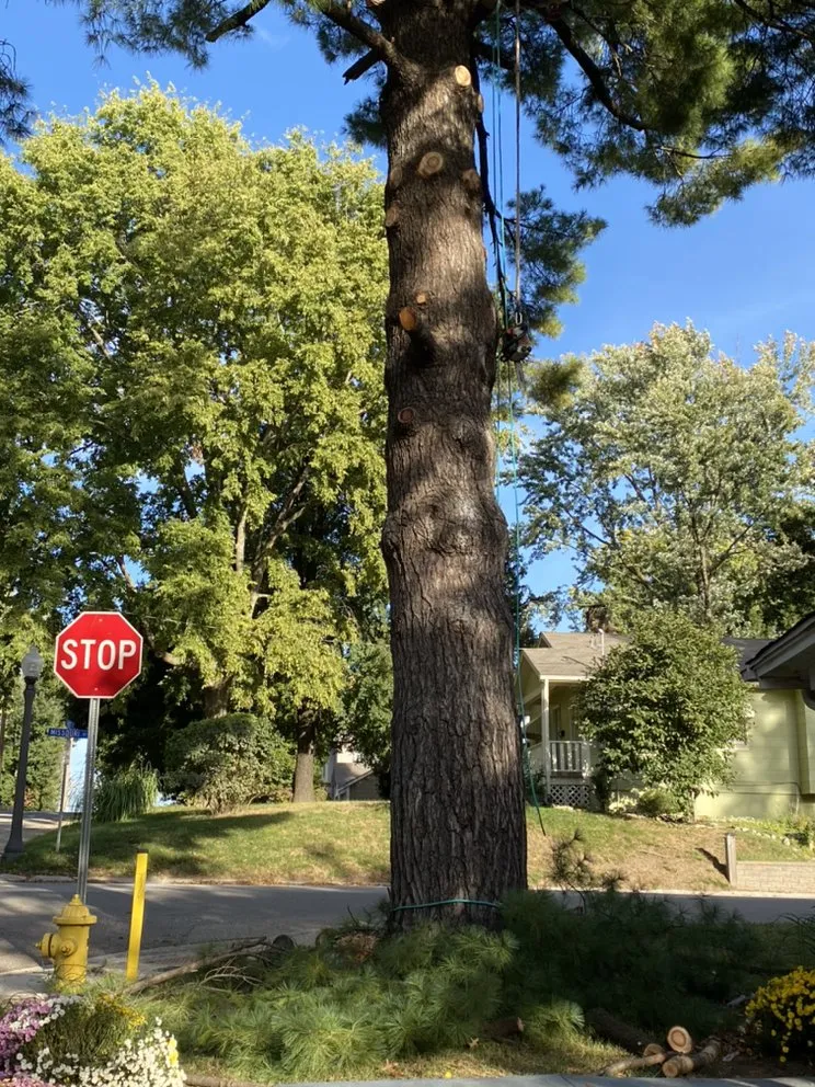 Top-rated yard cleanup service for outdoor upgrades across Liberty, MO - Environmental Expert Solutions