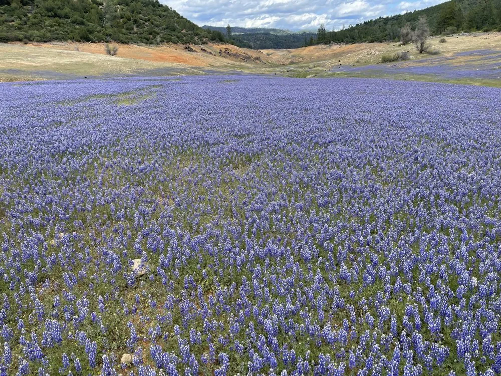 Professional lawn care service near you across Redding, CA - Environmental Hydroseeding
