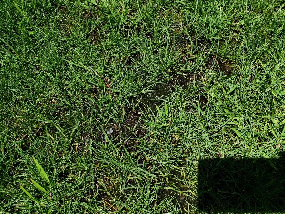 Expert landscape design in Rancho Cordova, CA - Environmental Landscape Solutions