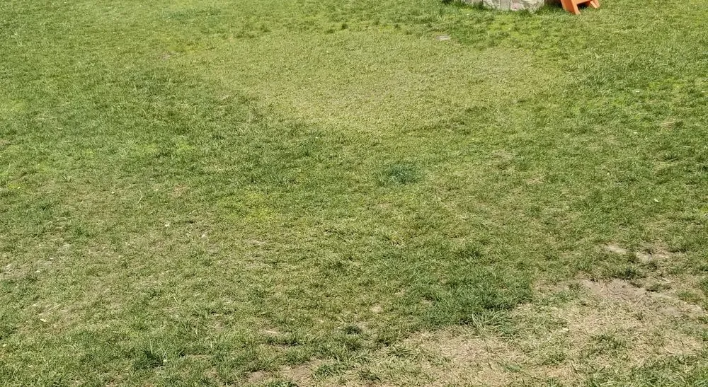 Trusted landscaping services in Rancho Cordova, CA by Environmental Landscape Solutions