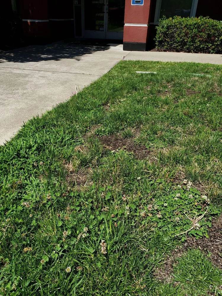 Affordable landscape design near you across Rancho Cordova, CA - Environmental Landscape Solutions