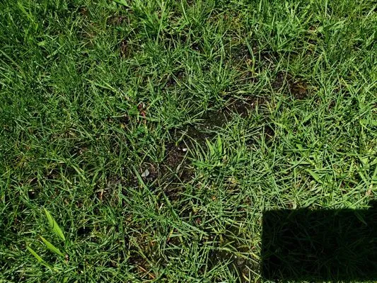 Environmental Landscape Solutions Logo