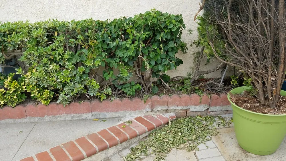 Local yard cleanup service in Panorama City, CA - Environmental Landscaping