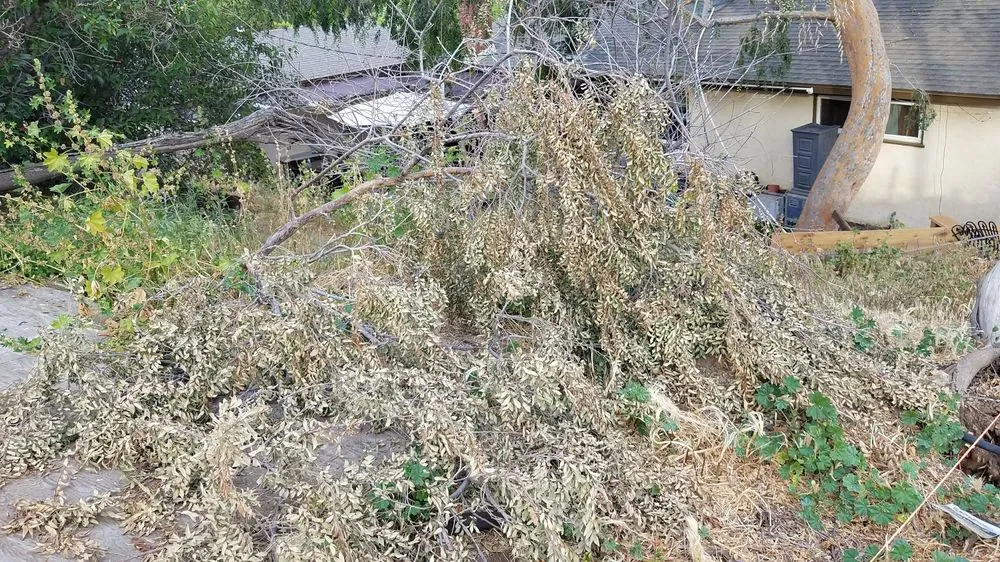 Trusted yard maintenance in Panorama City, CA by Environmental Landscaping