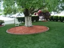 Trusted yard cleanup service for residential properties in Washington DC, DC by Environmental Research & Recovery Project