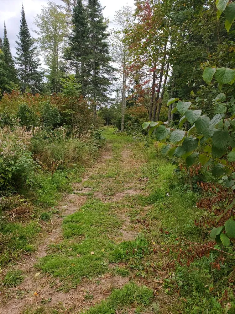 Local yard cleanup service experts serving Culver, MN - Environmental Tactical Solutions