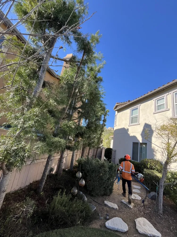 Trusted landscaping services in Bonsall, CA - Environmental Tree Service and Landscape